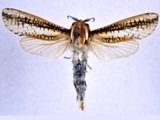 Azygophleps scalaris